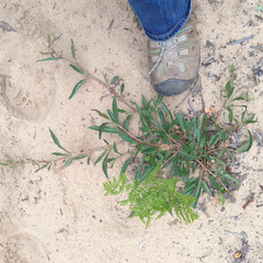 Rumex crassus