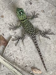 Sceloporus salvini