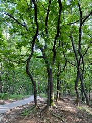 Quercus dentata