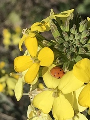 Erysimum capitatum angustatum