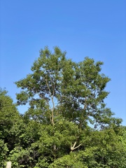 Quercus variabilis