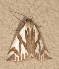 Thalaina inscripta