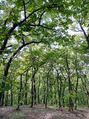 Quercus dentata