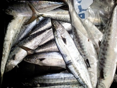 Scomberomorus commerson