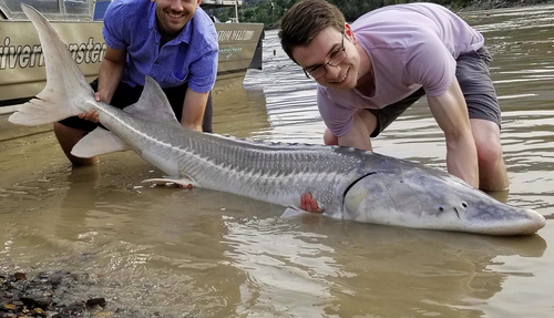 White Sturgeon