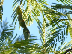 Anadenanthera colubrina