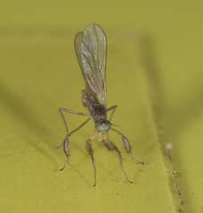 Ptilophyllodromia biroi