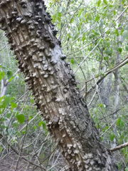 Anadenanthera colubrina