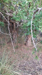 Phyllanthus chacoensis