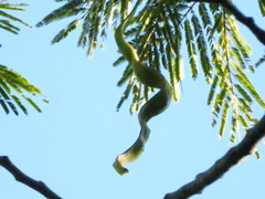 Anadenanthera colubrina