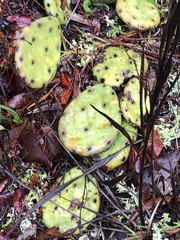 Opuntia mesacantha