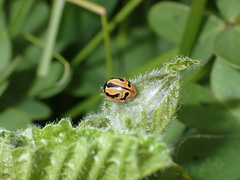Coccinella miranda