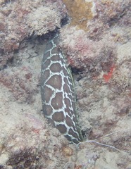 Gymnothorax undulatus