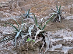 Agave xylonacantha
