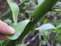 Pereskia