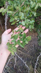 Phyllanthus chacoensis