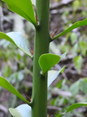 Pereskia