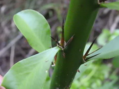 Pereskia