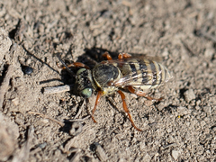 Triepeolus balteatus