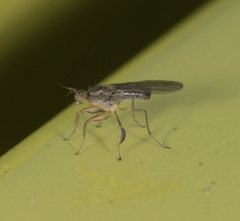 Ptilophyllodromia biroi