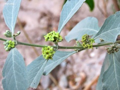 Buddleja sessiliflora