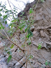 Buddleja sessiliflora