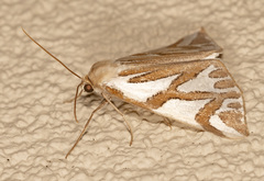 Thalaina inscripta
