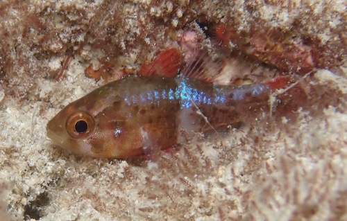 Patrijs-kardinaalbaars (Apogonichthys perdix) — Apogonidae