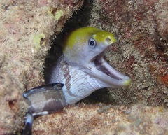 Gymnothorax rueppelliae