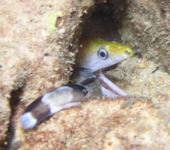 Gymnothorax rueppelliae
