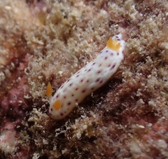 Chromodoris aspersa