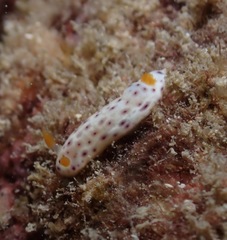 Chromodoris aspersa
