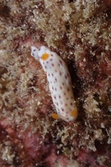 Chromodoris aspersa