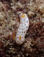 Chromodoris aspersa