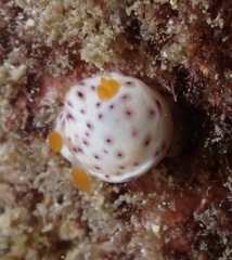 Chromodoris aspersa