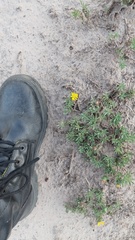 Grindelia ragonesei