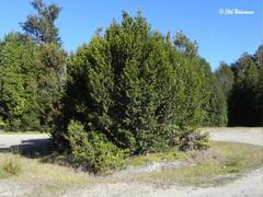 Podocarpus nubigenus