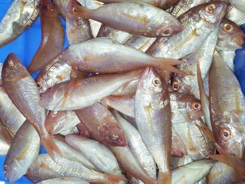 Nemipterus randalli