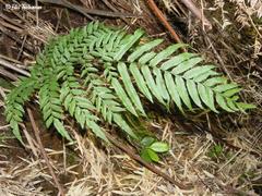 Pteris semiadnata