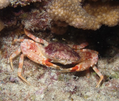 Lupocyclus quinquedentatus, 2022-03-08