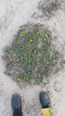 Grindelia ragonesei