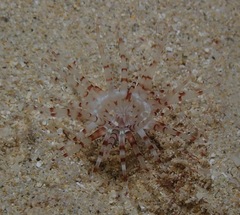 Isarachnanthus bandanensis