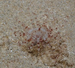 Isarachnanthus bandanensis