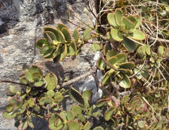 Veronica lavaudiana