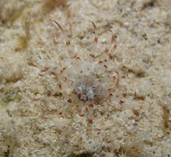 Isarachnanthus bandanensis
