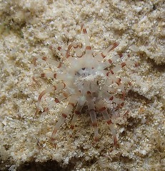 Isarachnanthus bandanensis