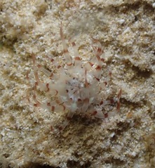 Isarachnanthus bandanensis
