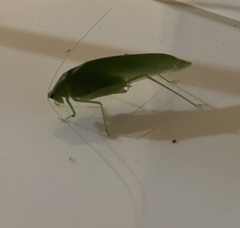 Anaulacomerina