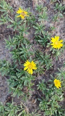 Grindelia ragonesei