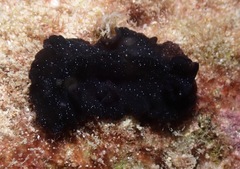 Pseudobiceros stellae